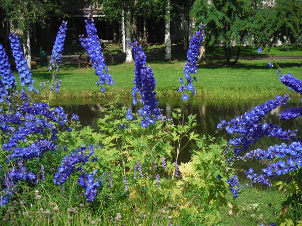 flowers and pond at Chena Hot Springs